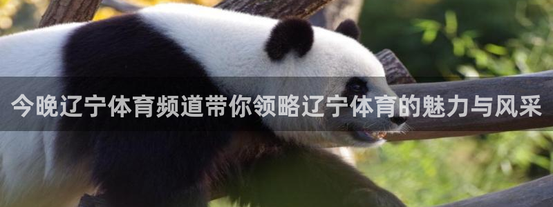 东升国际66856官网登录入口：今晚辽宁体育频道带你领略辽宁体育的魅力与风采